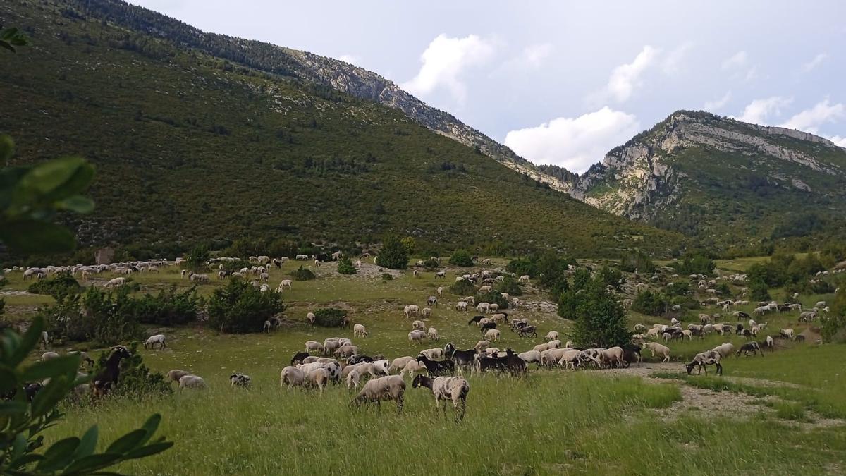 Les ovelles de Jordi Julià, junt amb altres ramats, als prats de Josa