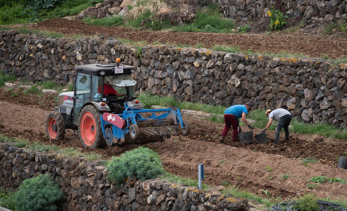 Vanoostende presenta al sector la Estrategia Canaria de Soberanía Alimentaria