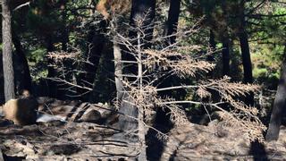 El incendio de Sierra Bermeja calcina "varios miles" de pinsapos