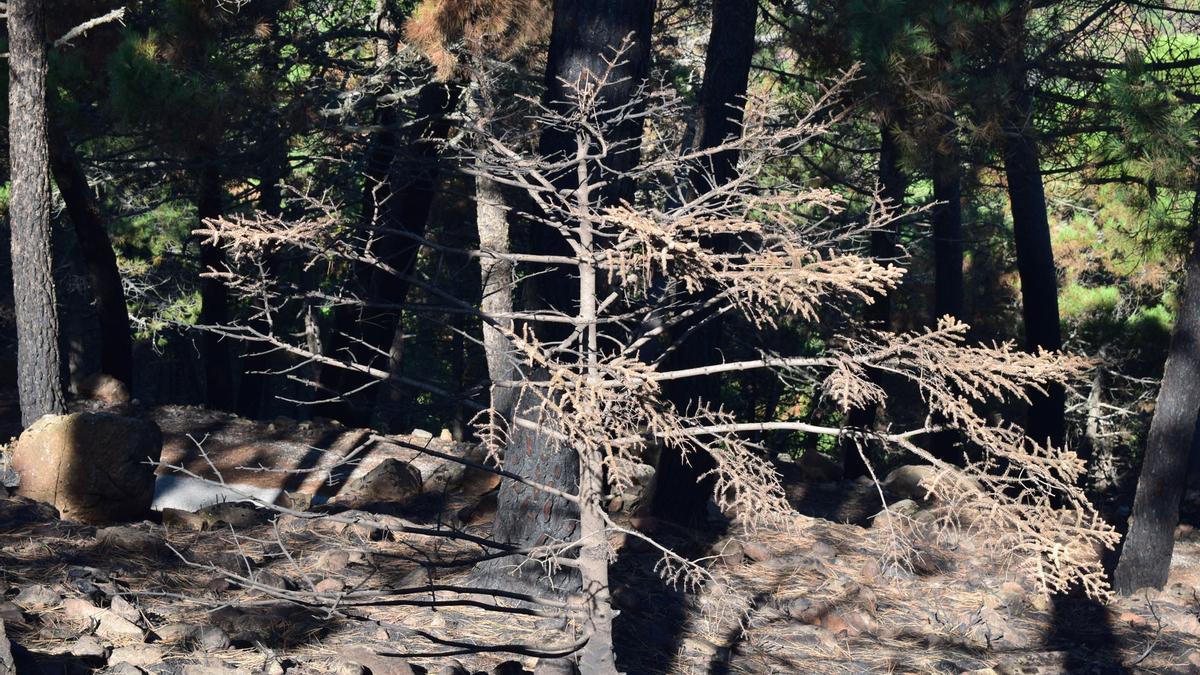 Pinsapos afectados por el incendio de Sierra Bermeja