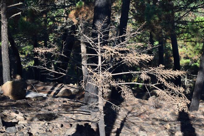 Pinsapos afectados por el incendio de Sierra Bermeja
