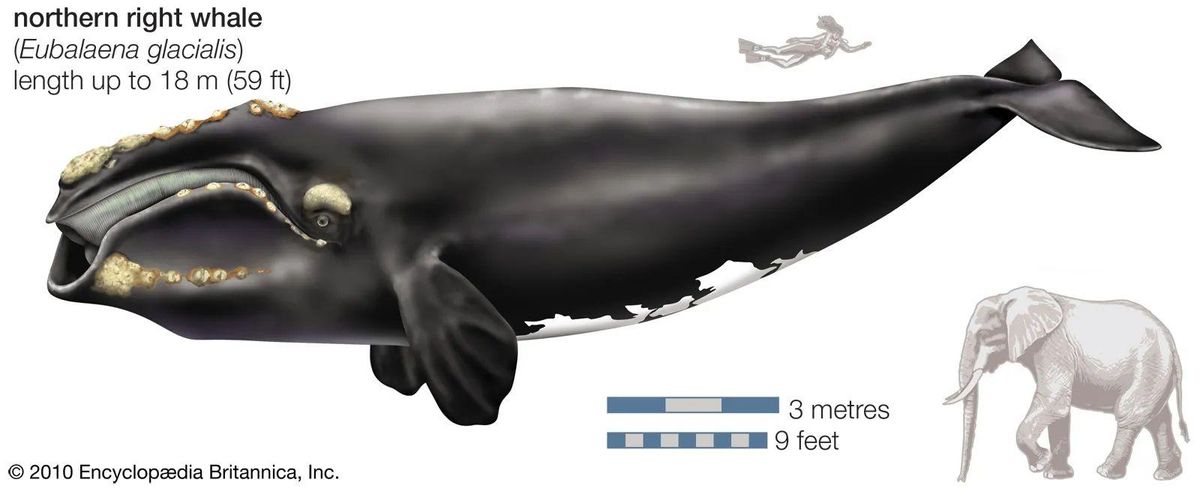 Ilustración comparativa de una ballena franca del Atlántico