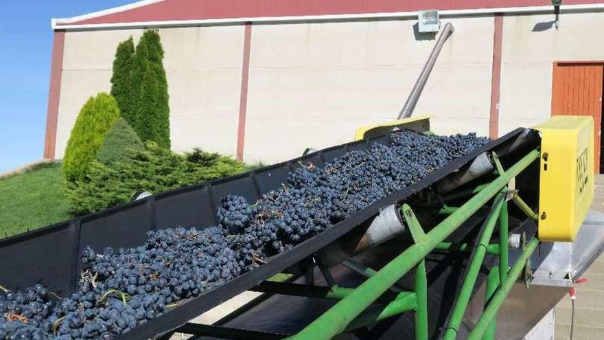 Recepción de la uva cosechada para su transformación en vino.