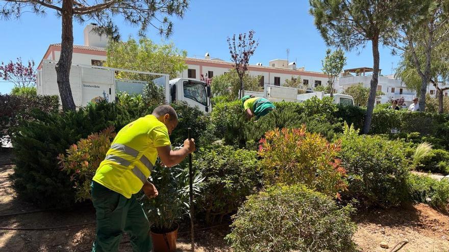 Más de 900 arbustos y 136 árboles para aumentar las zonas de sombra en Santa Eulària