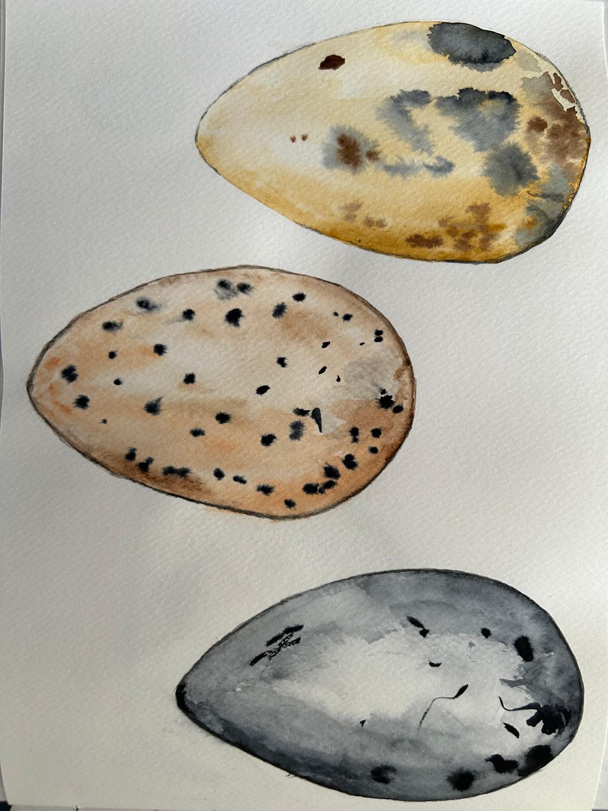 Huevos de alca, que podían pesar hasta 400 gramos.
