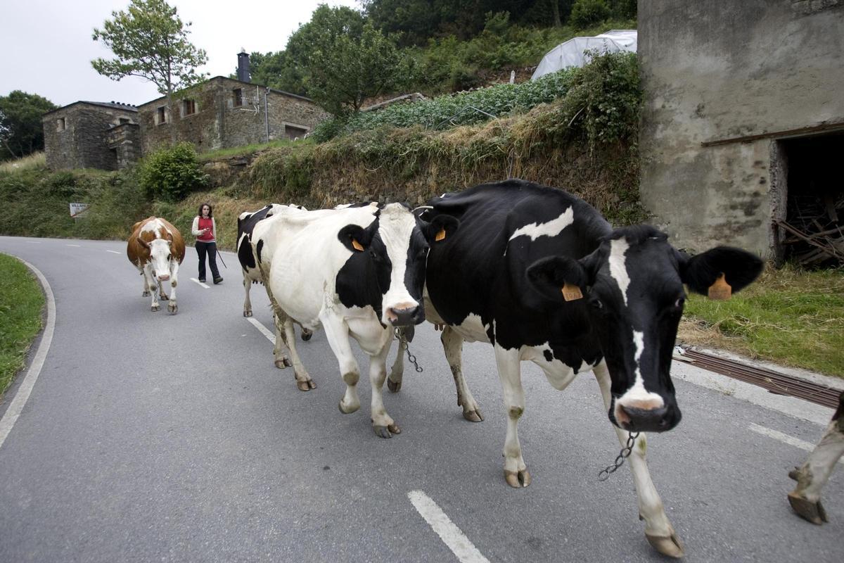 Imagen de archivo de vacas por un municipio del Occidente.