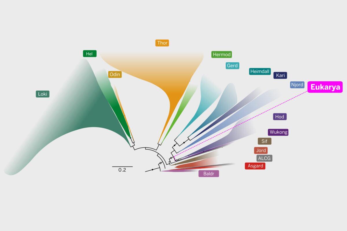 todas las formas de vida complejas (también conocidas como eucariotas) tienen sus raíces en un ancestro común entre un grupo de microbios llamados arqueas de Asgard.