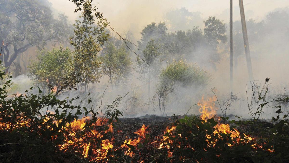 Incendis de sisena generació: la nova pandèmia que amenaça els boscos catalans