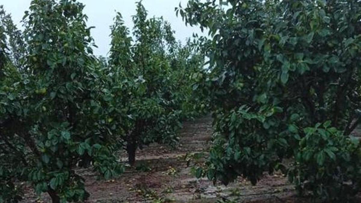 Caquis en el suelo en un campo afectado por la tormenta.