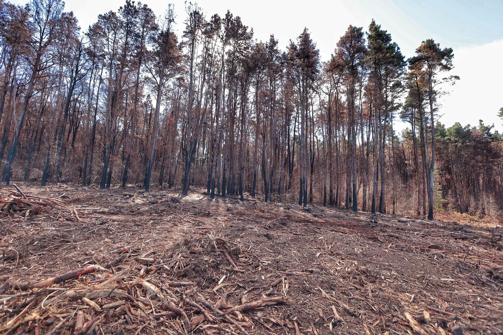 Visita a zonas afectadas por el incendio de agosto en Tenerife