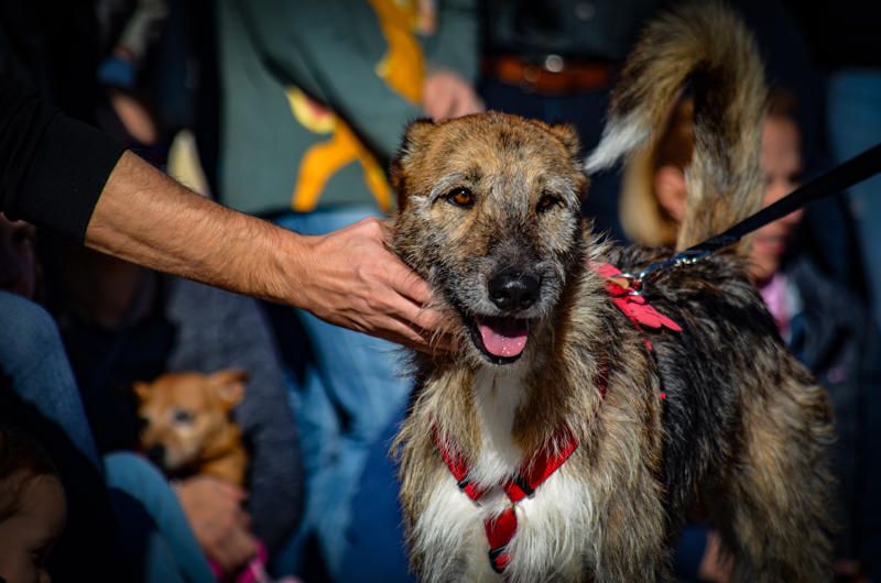 Fundación Bioparc y AUPA celebran el 15º Desfiles de perros abandonados