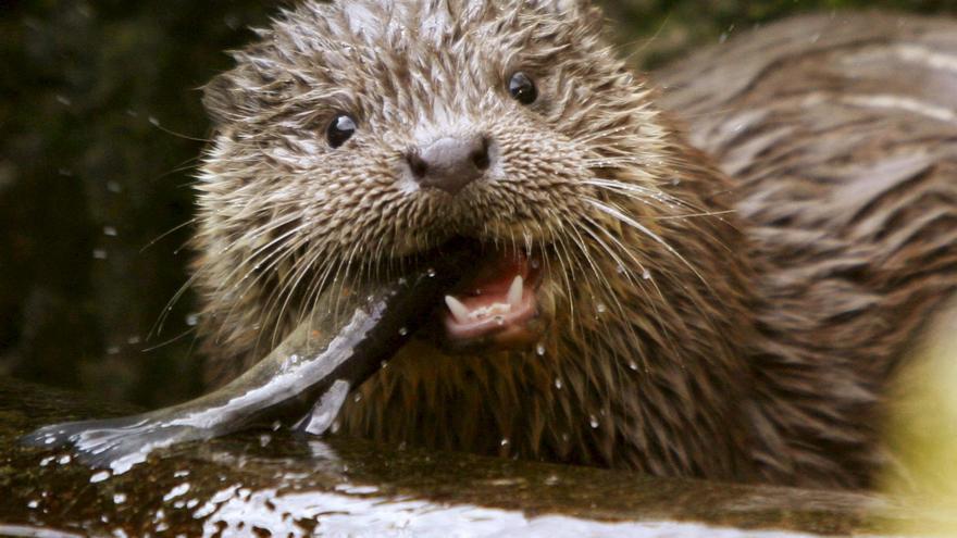 Una nutria salvaje de río.