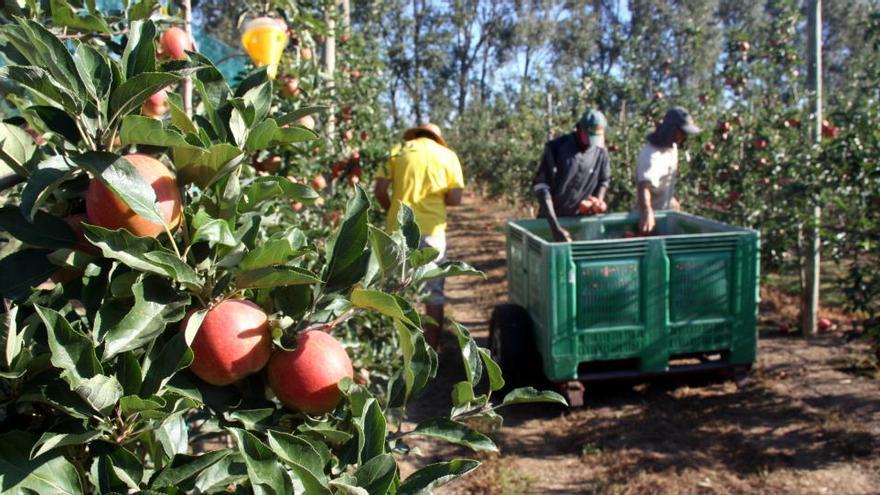 La producció de poma a les comarques gironines pujarà un 6% aquest any