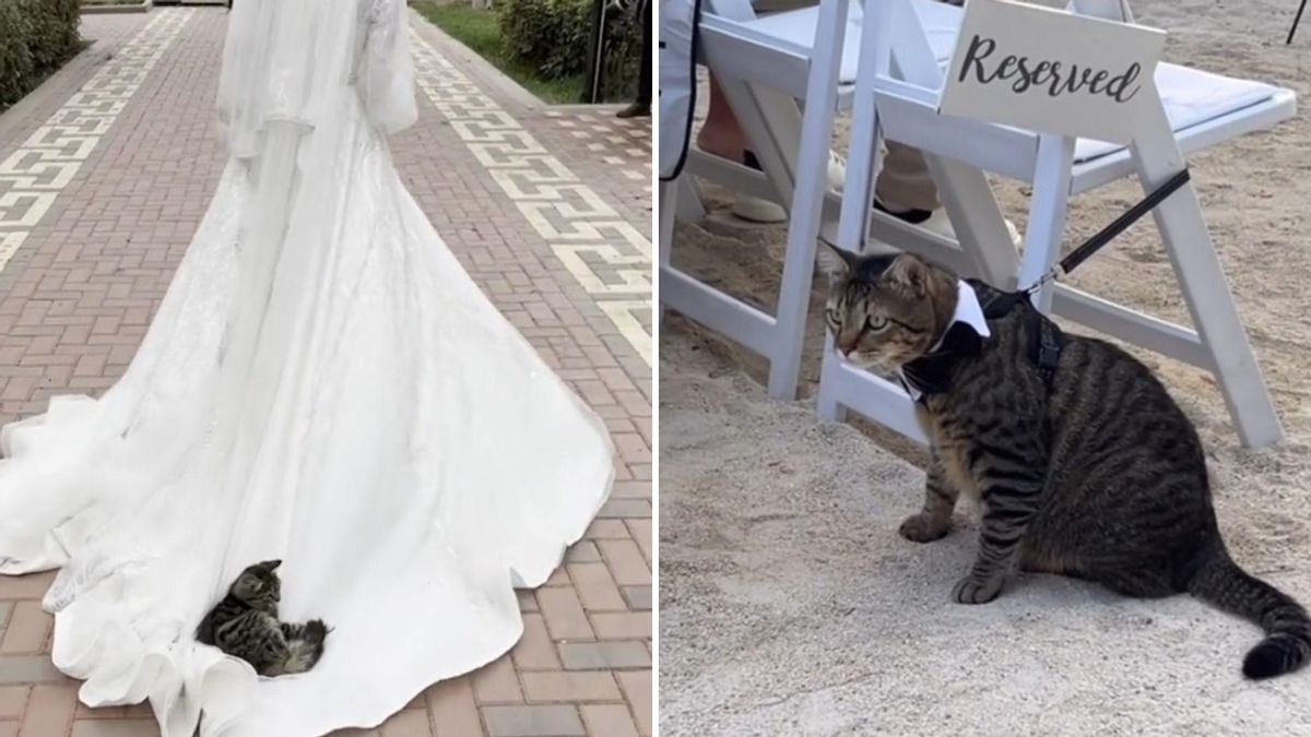 El gato le lleva (o más bien al contrario) la cola a la novia. En la foto de la derecha, otro pequeño felino tiene reservado un sitio especial en el enlace de sus dueños.