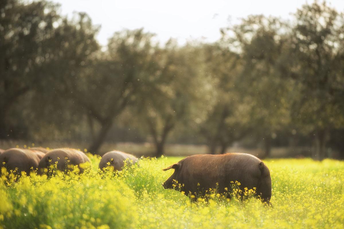 Contra la depressió, poseu un porc a la vostra vida