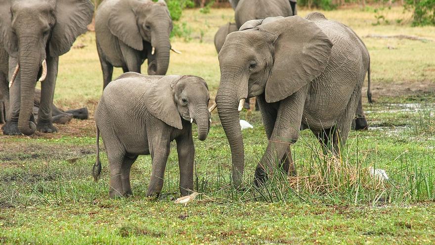 ¿Usan los elefantes nombres propios para llamarse? Un estudio afirma que sí