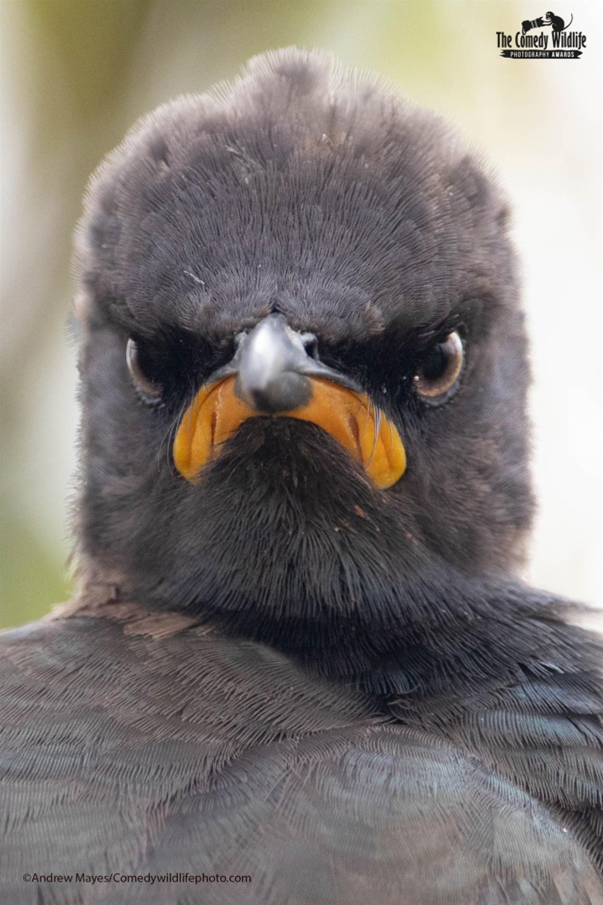 Las fotos de animales salvajes más divertidas del año