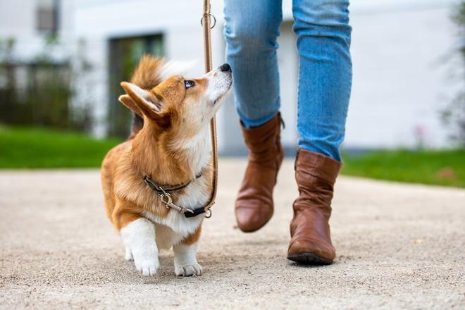 Corgi Galés de Pembroke, perros inteligentes