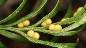 T. oblanceolata, el diminuto arbusto que posee el genoma más grande en el planeta.