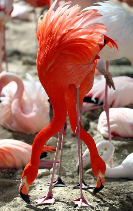 Boniques imatges dels flamencs del Zoo de Hellabru