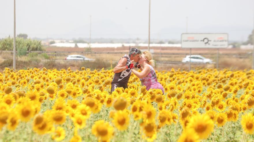 ¿Girasoles en la Vega Baja?