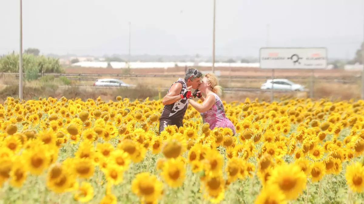 ¿Girasoles en la Vega Baja?
