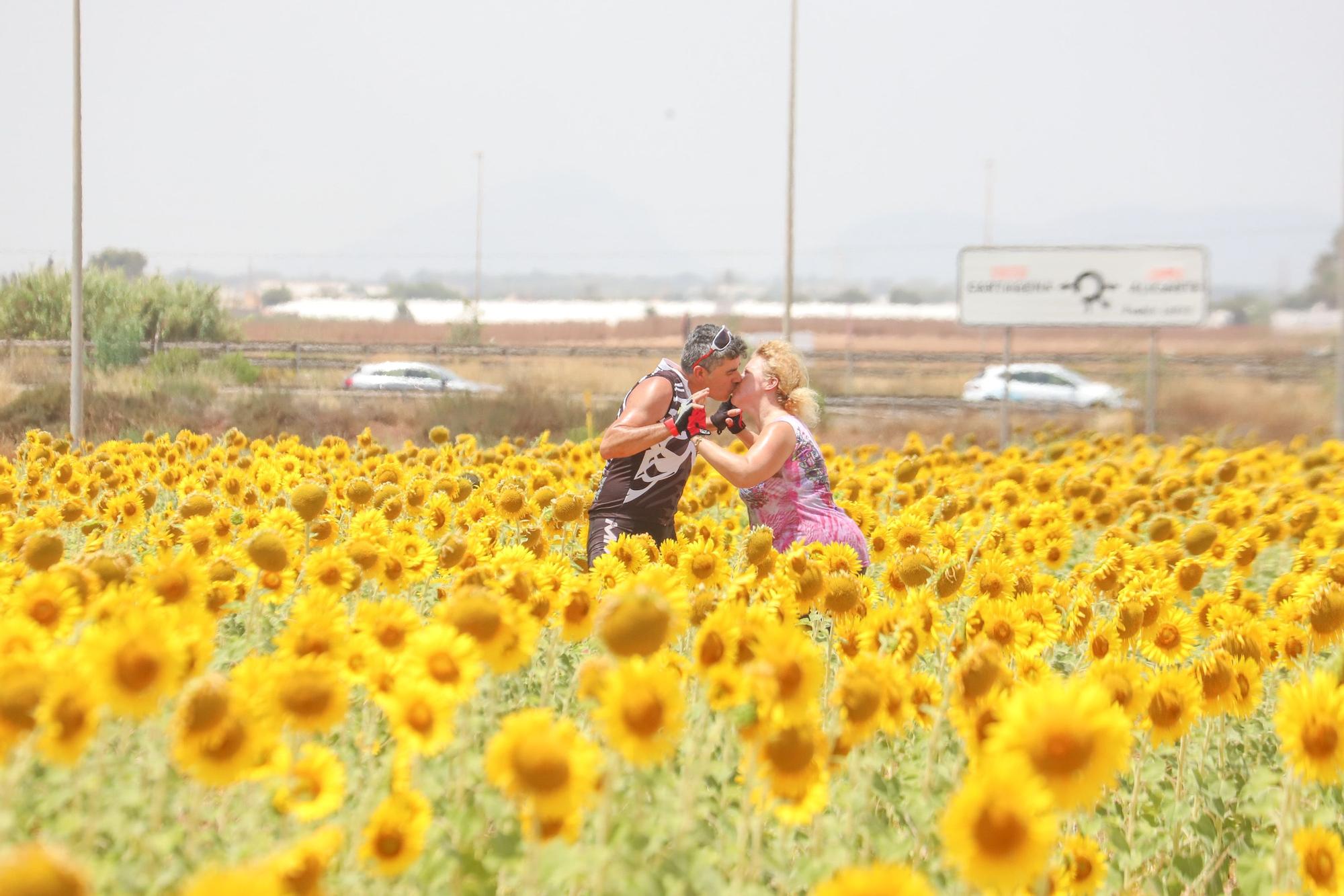 Los espectaculares campos de girasol plantados en Pilar de la Horadada