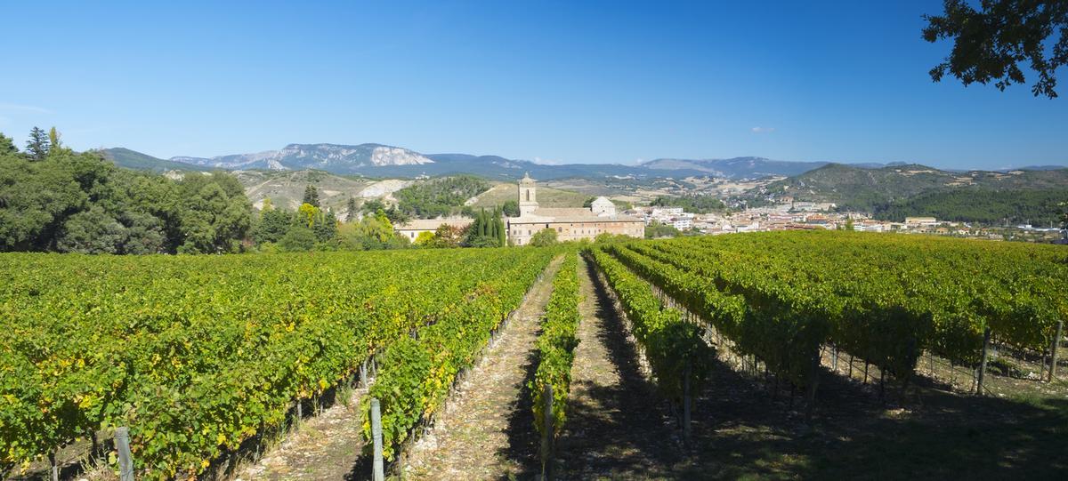 Los viñedos rodean el monaterio y la bodega.