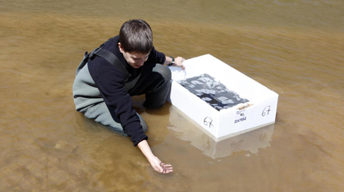 Seprona i el Departament d’Agricultura de la Generalitat deixen anar angules al Llobregat fruit d’un decomís anomenat operació Suculenta.