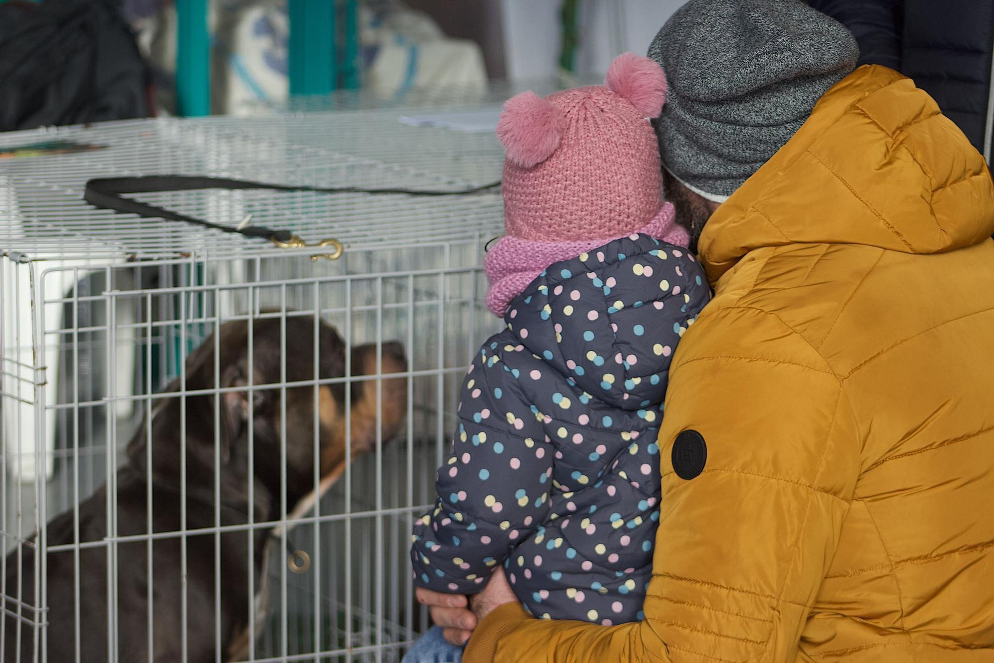 Los mejores perros American Bully toman Zamora