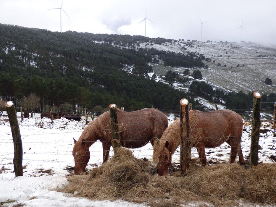 Caballos comiendo hierba en Las Tabiernas, en Tineo