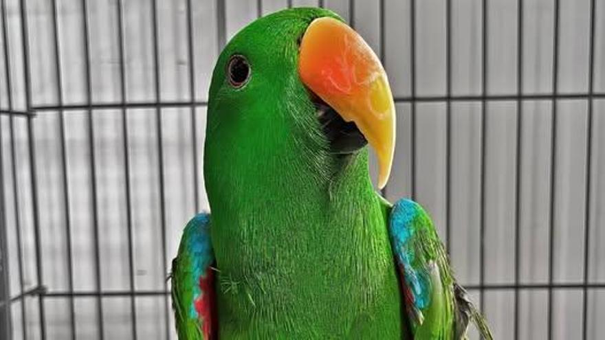 Loro encontrado en La Orotava
