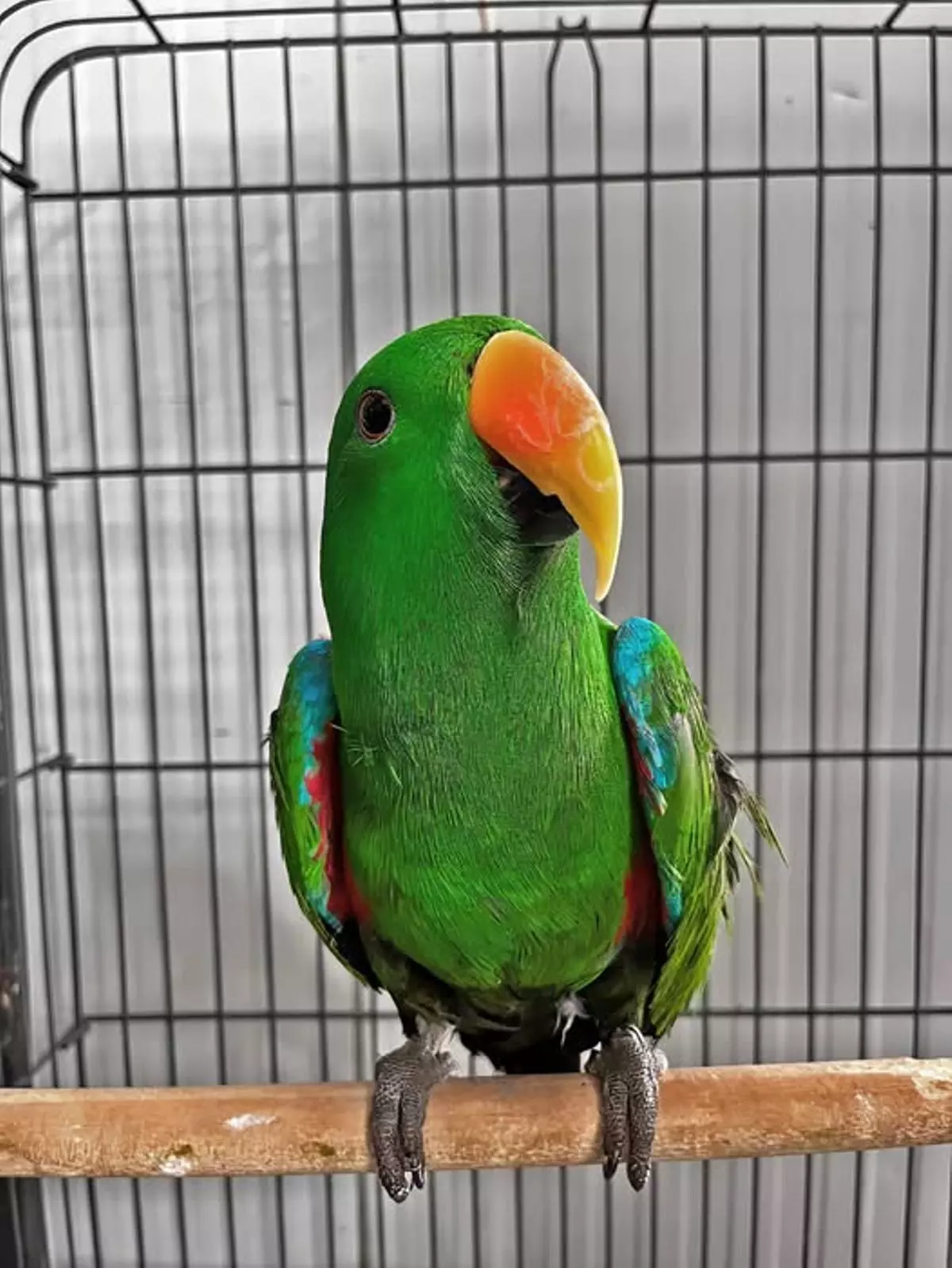 Localizan en Tenerife un loro ecléctico protegido por CITES y buscan a su propietario legal