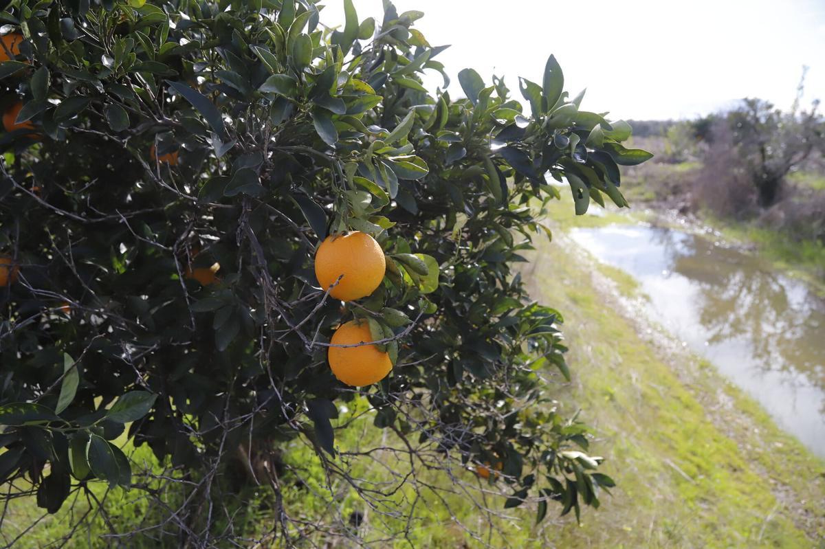 El exceso de agua afecta negativamente a cultivos como los cítricos.