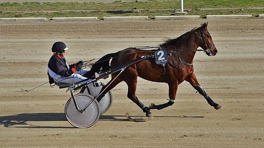 Viking du Gohlenn es uno de los favoritos en la segunda. | S. ROIG