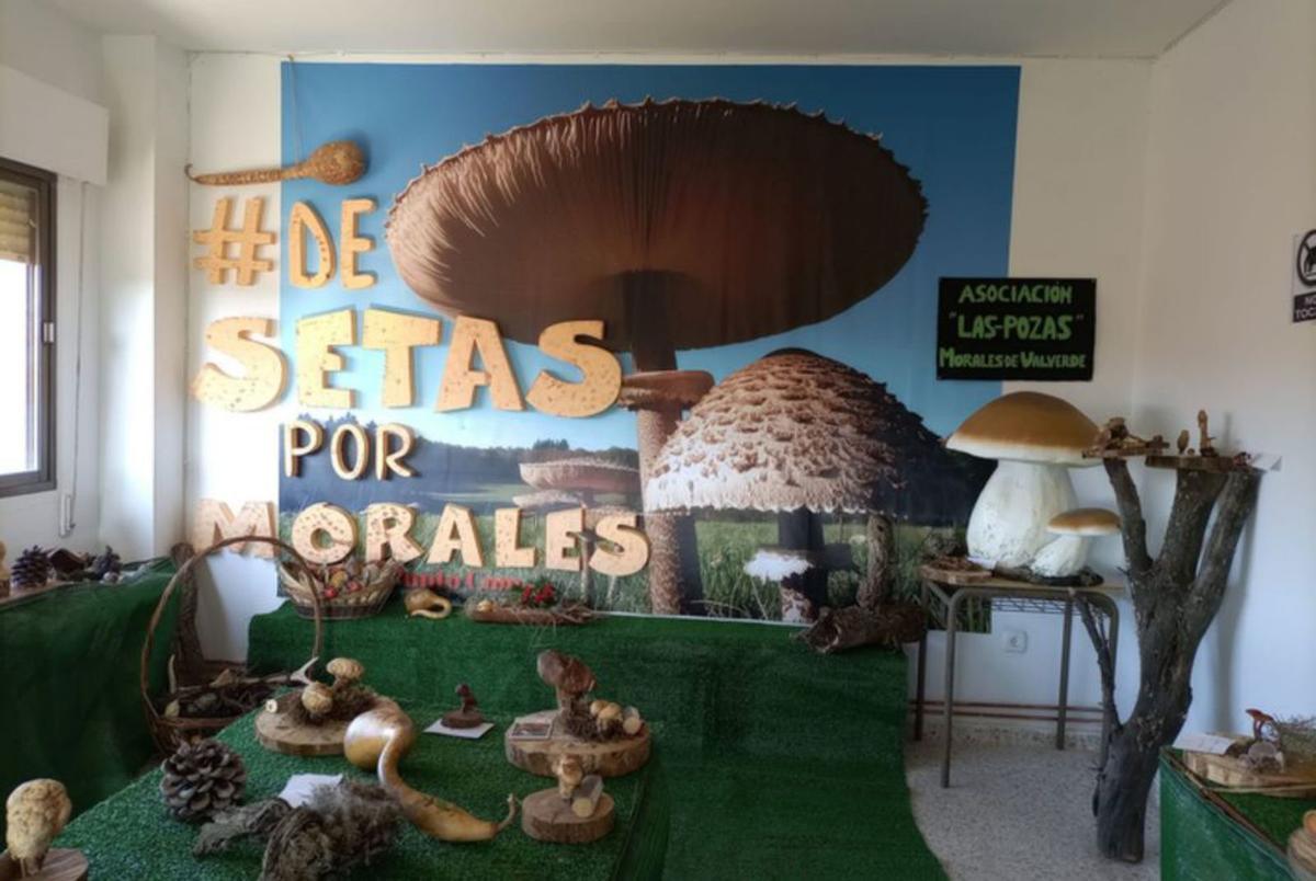 La  muestra de setas deshidratadas, en el local social. | Cedida