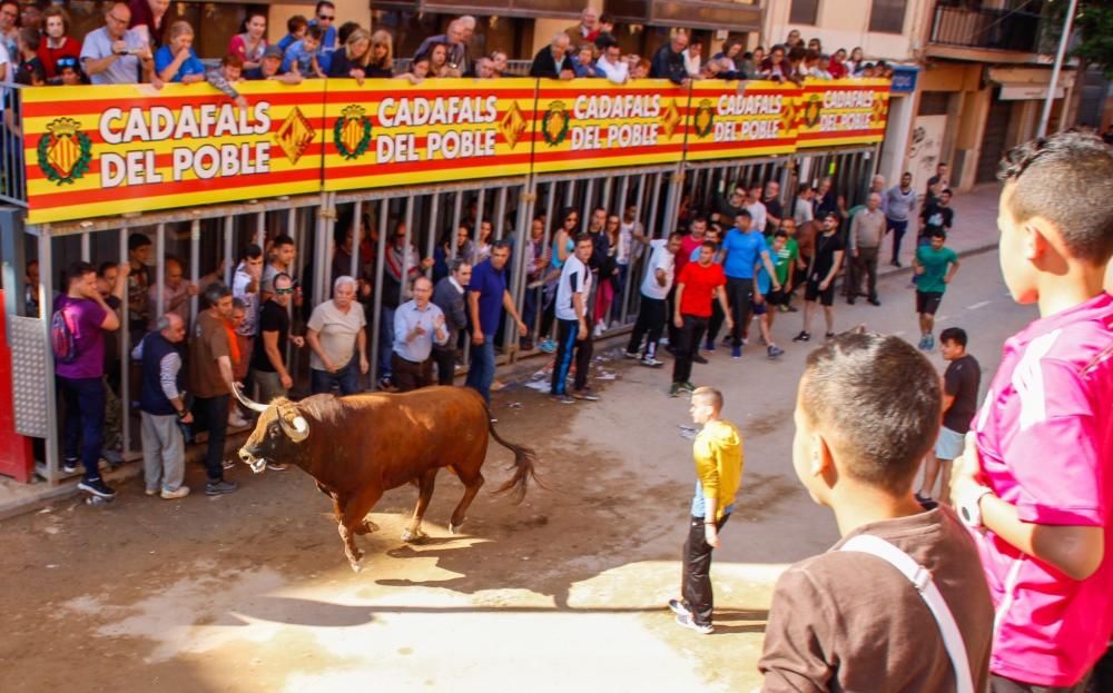 Festes de Sant Pasqual en Vila-real 2016