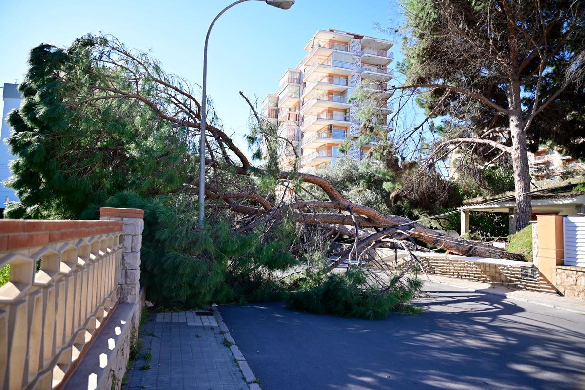 Las imágenes de las incidencias provocadas por el viento en Castellón en el último temporal