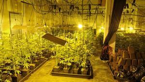 Desmantellen una plantació de marihuana amb més de 400 plantes a l’Hospitalet