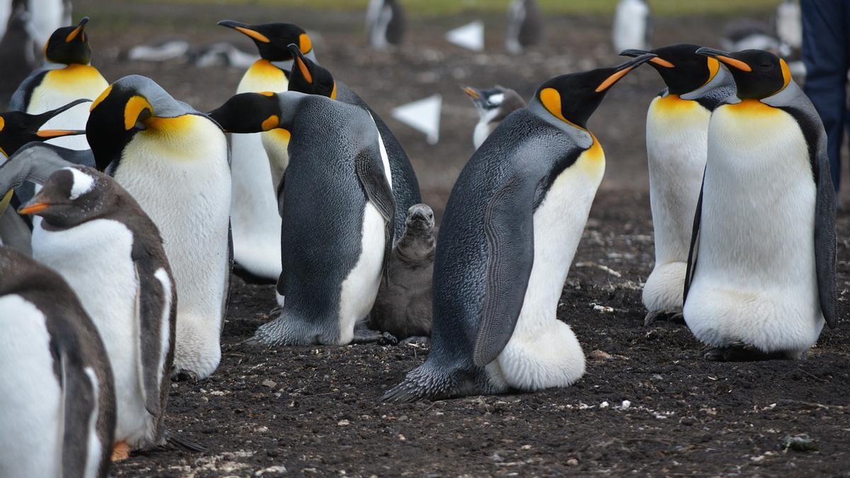 Un grup de pingüins