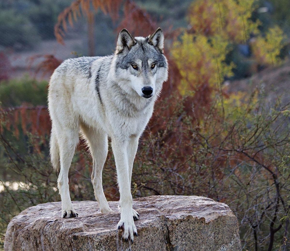 El lobo gris mantiene a raya a los grandes herbívoros en Yellowstone