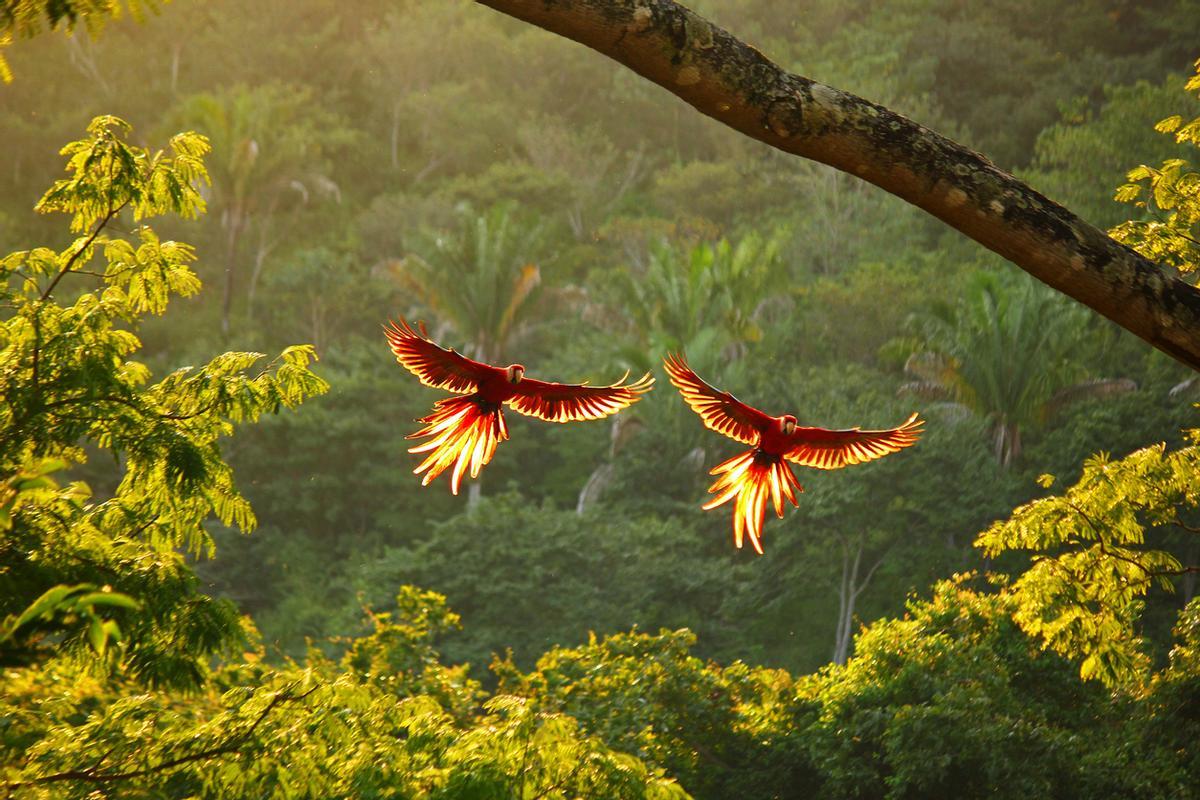 Guacamayas escarlata en vuelo.