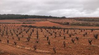 Las lluvias resultan de momento muy positivas para aliviar la sequía en los cultivos de interior