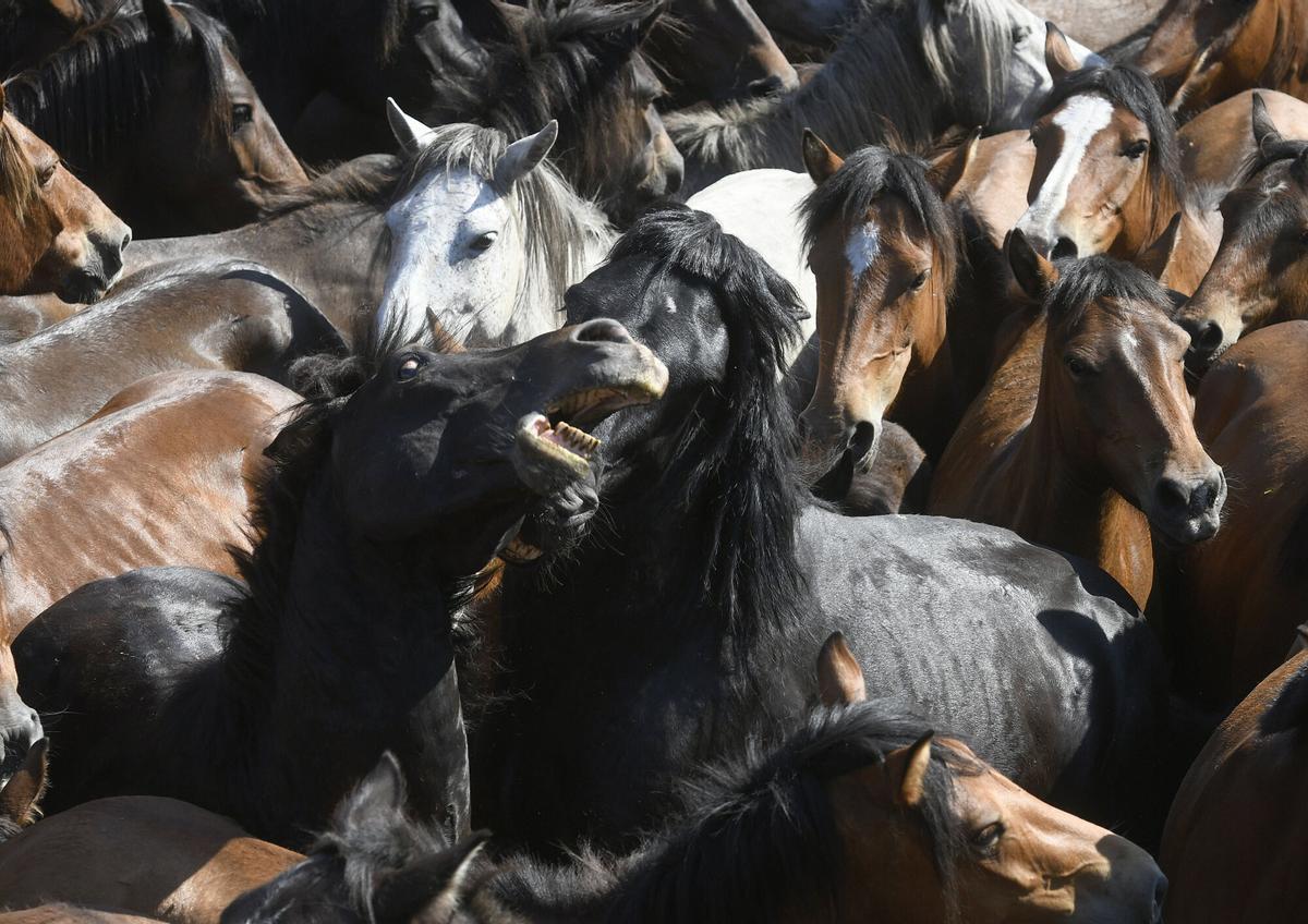2ª Curro da Rapa das Bestas de Sabucedo, A Estrada.