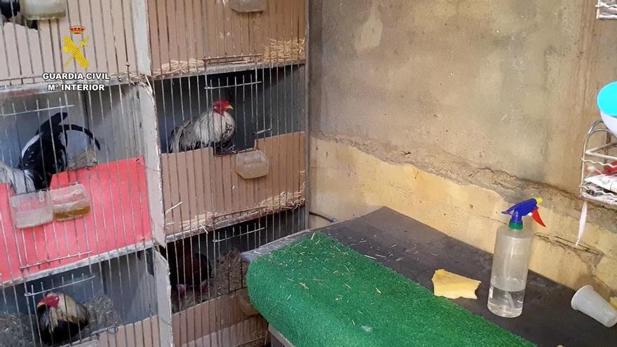 Investigan a dos personas en Cieza por mutilar a una veintena de gallos de pelea