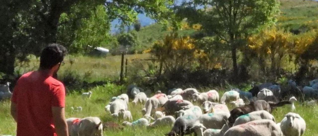 Explotación de ovejas. |   // F. CASANOVA