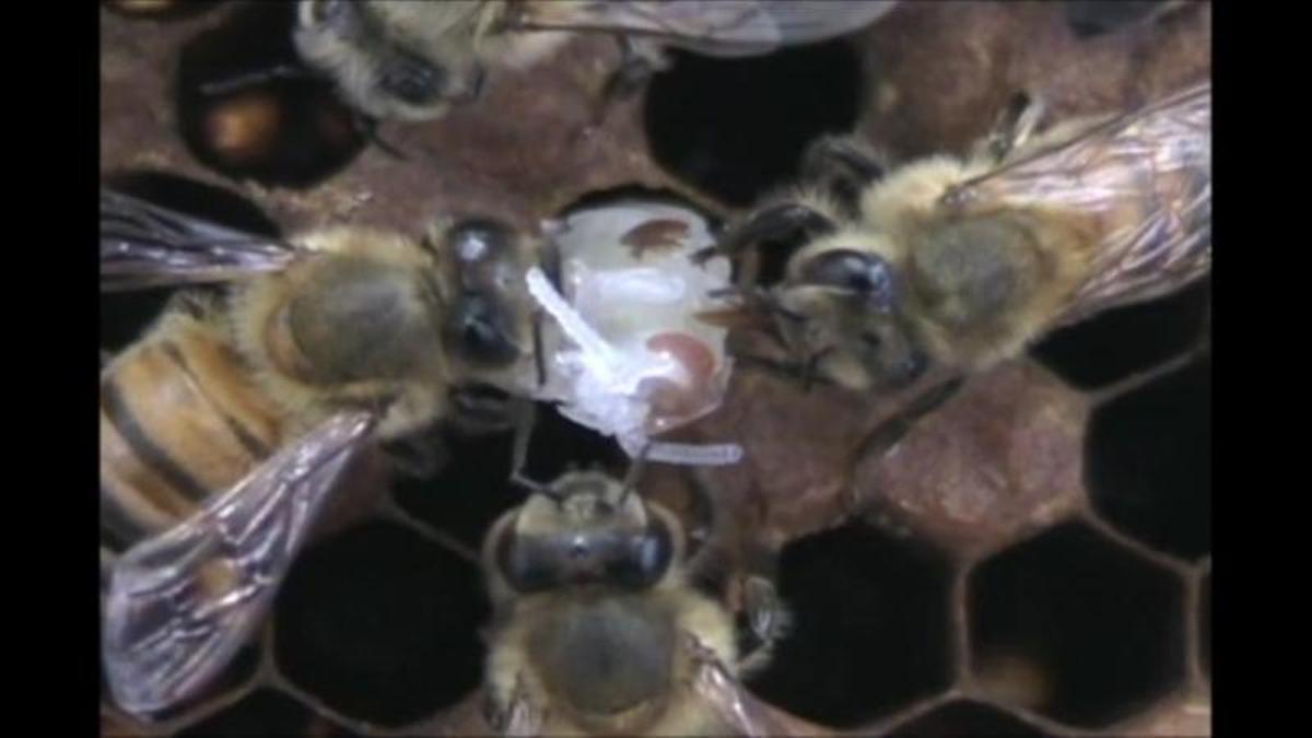 En la imagen se muestra cómo abejas resistentes a la varroa canibalizan una larva afectada por el parásito.