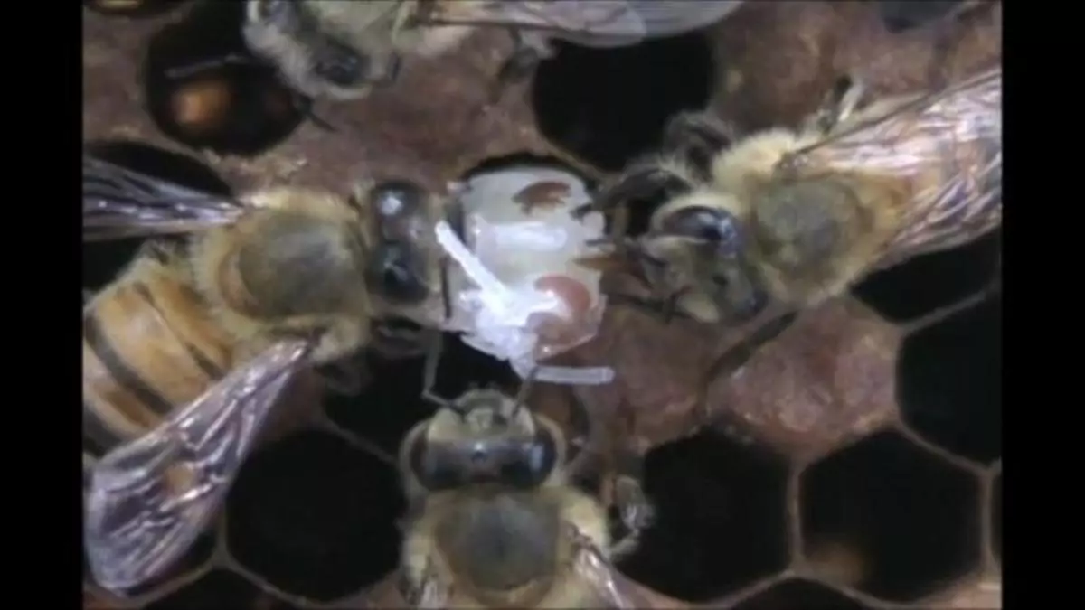 Galicia busca en sus colmenas abejas con un ADN capaz de frenar a un ácaro que las mata