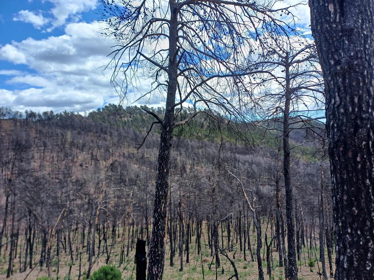 Así renacerá el Alto Mijares tras el gran incendio: más de 8.000 árboles para crear un bosque resistente al fuego Así renacerá el Alto Mijares tras el gran incendio: más de 8.000 árboles para crear un bosque resistente al fuego