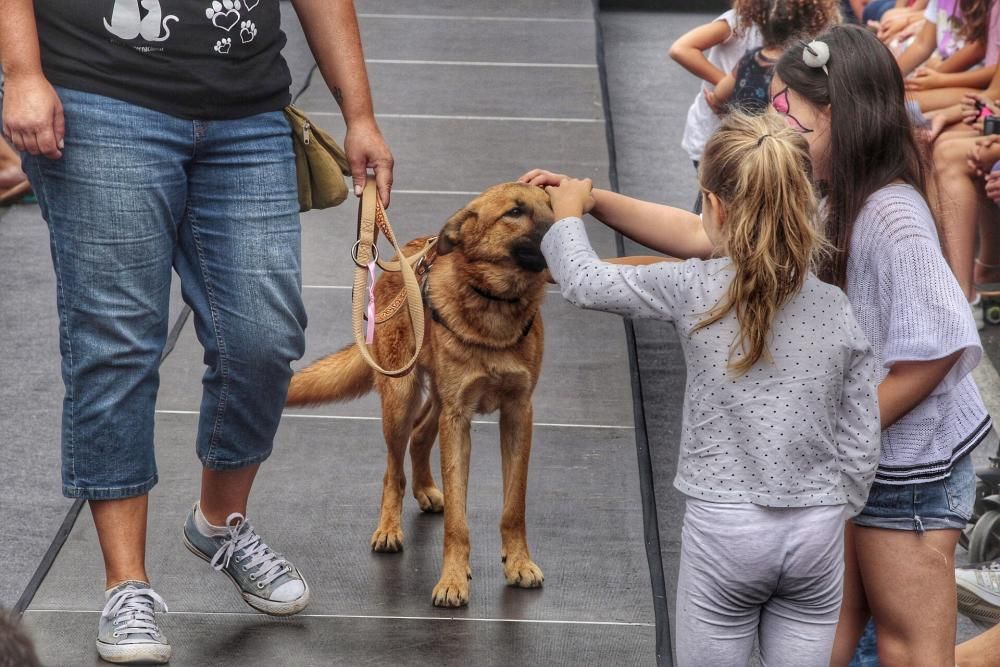 Pasarela de adopción de mascotas en Los Realejos